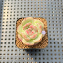 Echeveria sp. 1" Succulent Plant Cutting