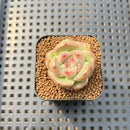 Echeveria sp. 1" Succulent Plant Cutting