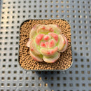 Echeveria sp. 1" Succulent Plant Cutting