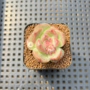 Echeveria sp. 1" Succulent Plant Cutting