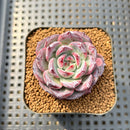 Echeveria 'Ardor' 1"-2" Succulent Plant