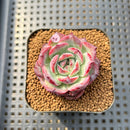 Echeveria 'Ardor' 1"-2" Succulent Plant
