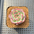 Echeveria 'Ardor' 1"-2" Succulent Plant
