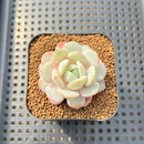 Echeveria 'Green Day' 1"-2" Succulent Plant Cutting