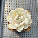 Echeveria 'Green Day' 1"-2" Succulent Plant Cutting