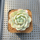 Echeveria 'Green Day' 1"-2" Succulent Plant Cutting