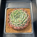 Echeveria 'Starlight' Zaragoza Hybrid 2"-3" New Hybrid Succulent Plant Cutting