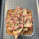 Echeveria 'Jade Star' Mutated 3" Succulent Plant Cutting
