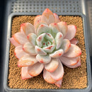 Echeveria 'Miss Jin' 3"-4" Succulent Plant Cutting