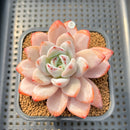 Echeveria 'Miss Jin' 3"-4" Succulent Plant Cutting