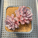 Echeveria 'Wiz Beauty' 3"-4" Succulent Plant Cutting