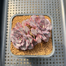 Echeveria 'Wiz Beauty' 3"-4" Succulent Plant Cutting