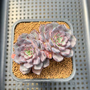 Echeveria 'Wiz Beauty' 3"-4" Succulent Plant Cutting