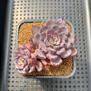 Echeveria 'Wiz Beauty' 3"-4" Succulent Plant Cutting