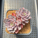 Echeveria 'Wiz Beauty' 3"-4" Succulent Plant Cutting