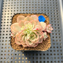 Echeveria 'Victor' Variegated 2" Succulent Plant Cutting