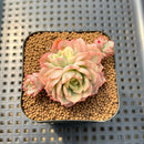Echeveria 'Victor' Variegated 2" Succulent Plant Cutting