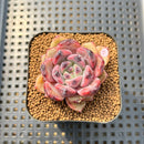 Echeveria sp. Seed-Grown Hybrid 1"-2" Succulent Plant Cutting