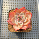 Echeveria 'Red Dragon' 2" Succulent Plant Cutting