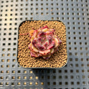 Echeveria sp. Seed-Grown Hybrid 1" Succulent Plant Cutting