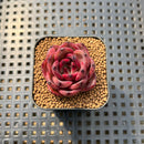 Echeveria sp. Seed-Grown Hybrid 1"-2" Succulent Plant Cutting