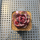 Echeveria sp. Seed-Grown Hybrid 1"-2" Succulent Plant Cutting
