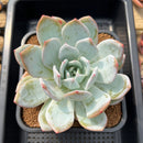 Echeveria 'Ivory' 4"-5" Succulent Plant Cutting