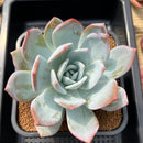 Echeveria 'Ivory' 4"-5" Succulent Plant Cutting