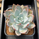 Echeveria 'Ivory' 4"-5" Succulent Plant Cutting