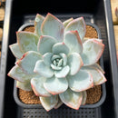 Echeveria 'Ivory' 4"-5" Succulent Plant Cutting