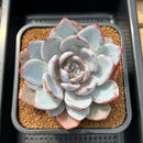 Echeveria 'Ivory' 4"-5" Succulent Plant Cutting