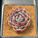 Echeveria 'Misty Forest' 3" Succulent Plant Cutting