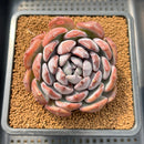 Echeveria 'Misty Forest' 3" Succulent Plant Cutting