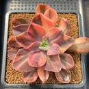 Echeveria 'Hanaikada' Variegated 4" Succulent Plant Cutting