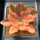 Echeveria 'Hanaikada' Variegated 4" Succulent Plant Cutting