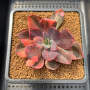 Echeveria 'Hanaikada' Variegated 2"-3" Succulent Plant Cutting