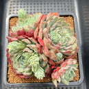 Echeveria sp. 4"-5" Cluster Succulent Plant Cutting
