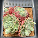 Echeveria sp. 4"-5" Cluster Succulent Plant Cutting