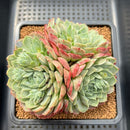 Echeveria sp. 4"-5" Cluster Succulent Plant Cutting