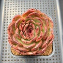 Echeveria 'Gargamel' 4" Succulent Plant Cutting