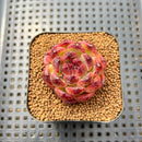 Echeveria 'Chongqing Forest' 2" Succulent Plant Cutting