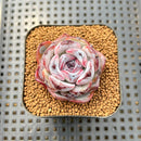 Echeveria 'Dark Opal' 2" Succulent Plant Cutting