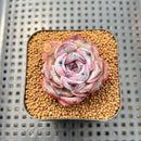 Echeveria 'Dark Opal' 2" Succulent Plant Cutting