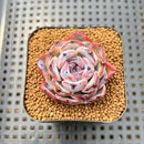 Echeveria 'Dark Opal' 2" Succulent Plant Cutting