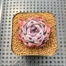 Echeveria 'Dark Opal' 2" Succulent Plant Cutting