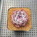 Echeveria 'Dark Opal' 2" Succulent Plant Cutting