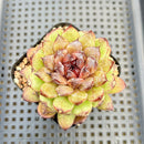 Echeveria 'Red Crystal' x 'Black Rose' 4" Succulent Plant