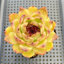 Echeveria 'Black Queen' Hybrid 2"-3" Seed Grown Succulent Plant