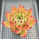 Echeveria Agavoides sp. 3"-4" Succulent Plant