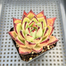 Echeveria Agavoides 'Torian' 2" Succulent Plant